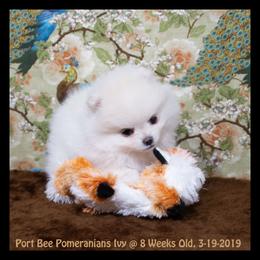 Pomeranian Puppies from Port Bee Pomeranian’s