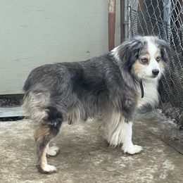 Seara - Miniature Australian Shepherd
