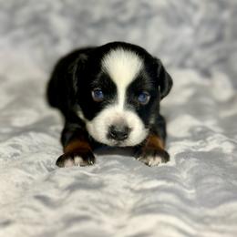 Crush - Black tri male Miniature Australian Shepherd puppy in Lincoln, California from Country Dreams Mini Aussies