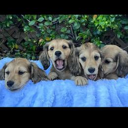 Dachshund Puppies from Channelledox
