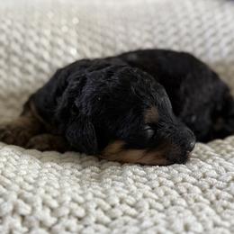 Female No. 4 Phantom Abstract - Phantom female Bernedoodle puppy in Modesto, California from Central Valley Canine Companions