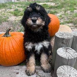 Sandy - Phantom female Bernedoodle puppy in Monument, Colorado from Colorado Dreamin Doodles