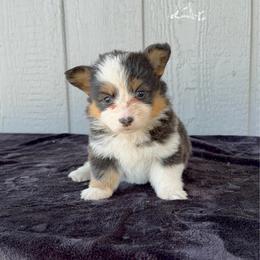 Sonora - Black and tan female Pembroke Welsh Corgi puppy in Mc Cammon, Idaho from Sunny J Corgis and Mini Americans