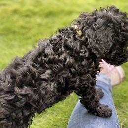 Australian Labradoodle Puppies from Tiny Treasures Australian Labradoodles