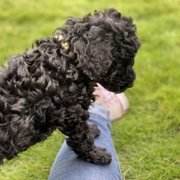 Australian Labradoodle Puppies from Tiny Treasures Australian Labradoodles