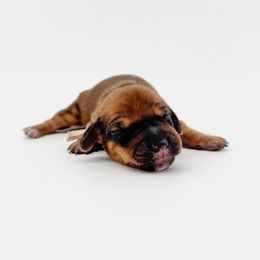 Juno - Red female Dachshund puppy in Waddell, Arizona from Neu Doxies