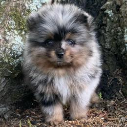 Boy 2 - Blue merle male Pomeranian puppy in Gadsden, Alabama from Rich Cat’s