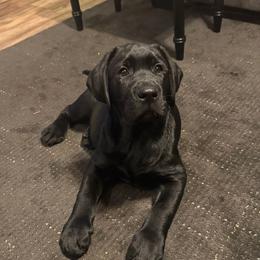 Floki - Labrador Retriever