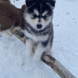 Pomsky Puppies from Midnight Sun Pomskies