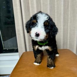 Green - Tri-color female Bernedoodle puppy in Alpharetta, Georgia from Doodles of Buckhead