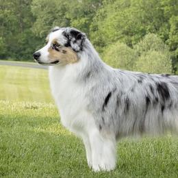 Visa - Australian Shepherd