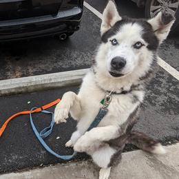 Storm - Siberian Husky