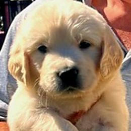 Australian Shepherd, Golden Retriever, and Mastiff Puppies from Barking Creek Ranch