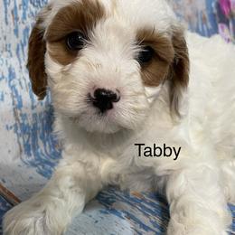 Tabby - White Cavapoo puppy in Lebanon, Missouri from Cobbs Creek Canines