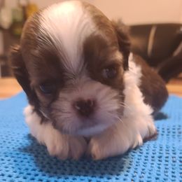 Puppy 5 - Chocolate and tan male Shih Tzu puppy in Belleville, Michigan from Patricia's Heavenly Earth Angels