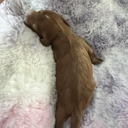 Teddy - Red male Cavapoo puppy in Ridgeville, South Carolina from Cavapoo Love Bugs