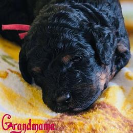 Grandmama - Tri-color female Bernedoodle puppy in Beecher, Illinois from Erica’s Doodles