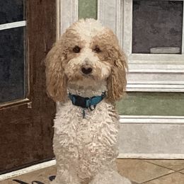 Buddy - Poodle