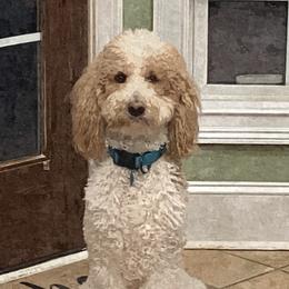 Buddy - Poodle