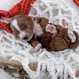 Swish - Red  male Goldendoodle puppy in Jamestown, Kentucky from Milk & Honey Doodles