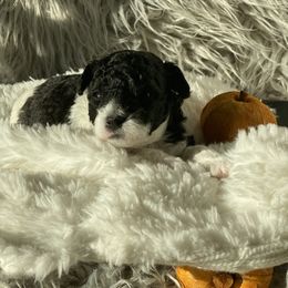 Bernedoodle, Goldendoodle, and Aussiedoodle Puppies from Lakeside Doodles