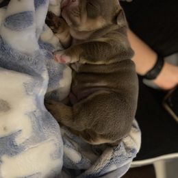 Bulldog Puppies from Bougie Bullies & Birds LLC