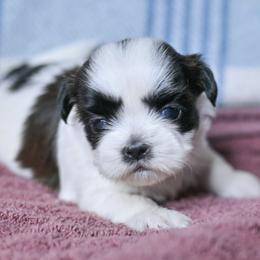 Ridge - Black and white male Shih Tzu puppy in Montrose, Colorado from Nana's Happy Pups