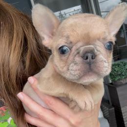Blue Fawn Girl (Joules x Meeko) - Blue fawn female French Bulldog puppy in Gulf Breeze, Florida from SW Frenchies