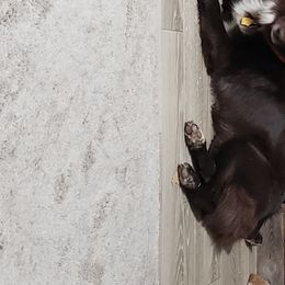 Asa - Australian Shepherd