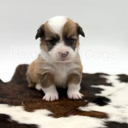 Jingle Bell - 1500 - Red male Pembroke Welsh Corgi puppy in Rozet, Wyoming from Hayday Ranch Corgis
