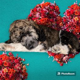 Poodle Puppies from Paddock's Purebred Poodles