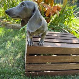 Stone - Gray (blue) and cream female Dachshund puppy in Watertown, Massachusetts from Jae’s Puppy House