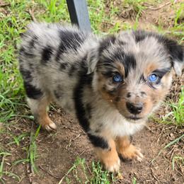 Aladin - Blue merle male Australian Shepherd puppy in Harrah, Oklahoma from Whippoorwill Aussies of Oklahoma
