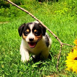John Hancock - Black and white male American Corgi puppy in Gouverneur, New York from St. Lawrence Corgis