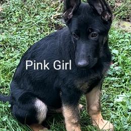 German Shepherd Puppies from Elaina's German Shepherds