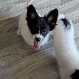 Dandelion - White and black female Papillon puppy in Joshua, Texas from Summertime Kennels