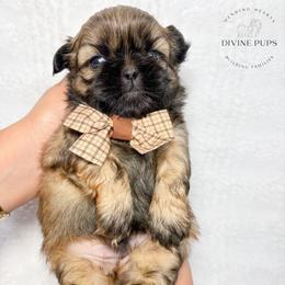 Boy 1 - Brindle male Shih Tzu puppy in League City, Texas from Divine Pups