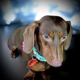 Lily - Dachshund