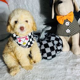 Will - Cream male Maltipoo puppy in Sugar Land, Texas from Celebrity Maltipoos