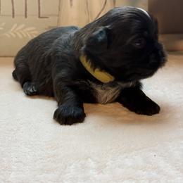 Boy 1 - male Shih Tzu puppy in Zephyrhills, Florida from Tony's Shih Tzus