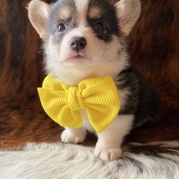 "Yellow Male" Pembroke Welsh Corgi Puppies from Cactus Corgis