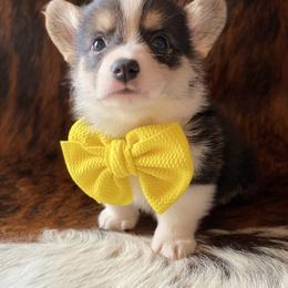 "Yellow Male" Pembroke Welsh Corgi Puppies from Cactus Corgis