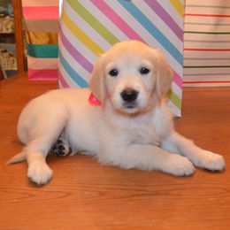 Myla (Hot Pink) - Light golden female Golden Retriever puppy in Webster City, Iowa from Whispering Pines Precious Puppies