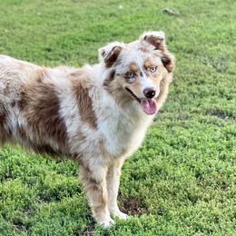 Mae - Australian Shepherd