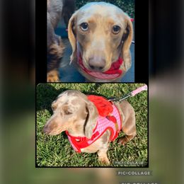 Dachshund puppies from Keeping it mini kennels