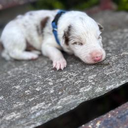 Boy 1 - blue collar - red merle - Red merle male Border Collie puppy in Minden, Iowa from Rocking N Registered Border Collies & Labradors