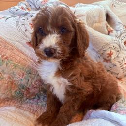 Puppy 7 - Apricot female Irish Doodle puppy in Bloomfield, Iowa from Schooley Doodles