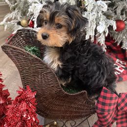 Paisley - Black and tan female Morkie puppy in Lawrenceville, Georgia from Georgias Finest Puppies