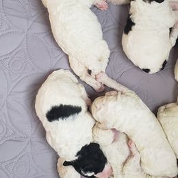 Labradoodles from LCL Labradoodles