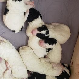 Labradoodles from LCL Labradoodles